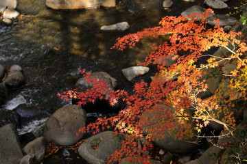 紅葉の風景