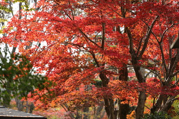 紅葉の風景