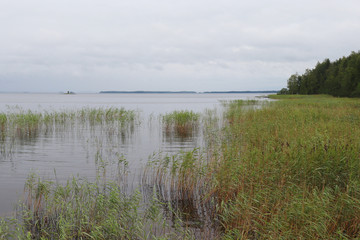 Shore with trees and lake grass in a lake in Finland