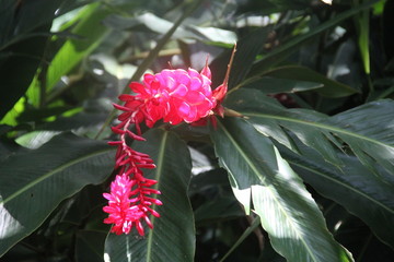 Fleurs du Costa rica