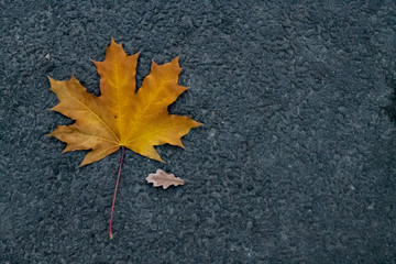 a small autumn fallen oak leaf and a large yellow maple leaf on gray asphalt.