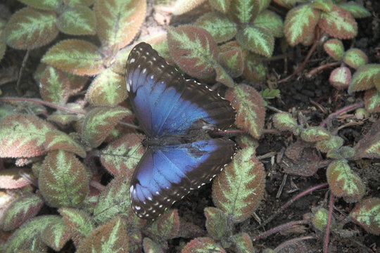 Morpho bleus