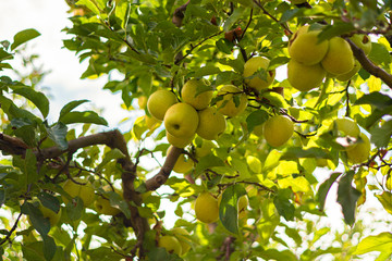 Fruit trees with harvest ripe red and greed apples in a modern Lebanese apple orchard with espaliers at the end of the summer season