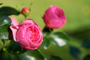 Red rose blossom close up.