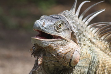 Iguane