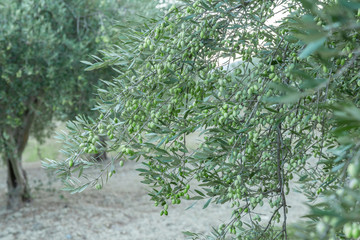 Olive tree branches full of harvest. Green olives on tree, natural extra virgin olive oil theme....