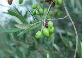 Olive branch with young olives on blurred background. Green olives on olive tree. Branch with olive fruits. Copy space for text. Natural extra virgin olive oil concept.