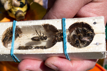 bees on honeycombs, close-up in the apiary with brood