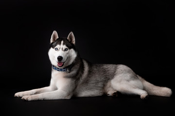 Husky breed dog on a black background