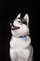 Husky breed dog on a black background