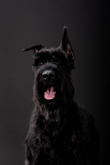 dog breed Black Russian Terrier on a black background
