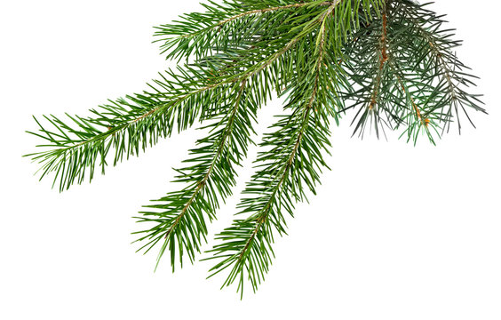 Isolated image of spruce branches on a white background