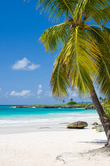 Palm Beach In Tropical Idyllic Paradise Island - Caribbean - Dominican Republic Punta Cana