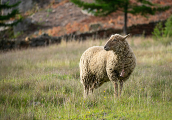 Wild sheep in the field