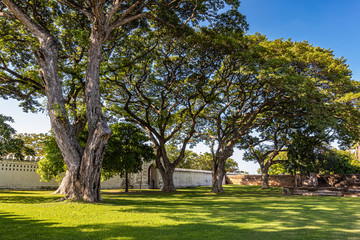 Big tree branches for the background