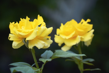 Two yellow roses