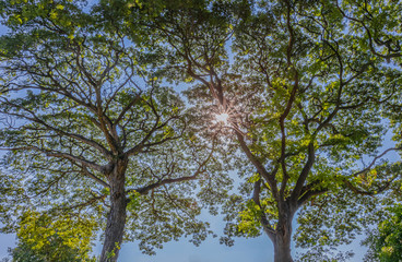 Big tree branches for the background