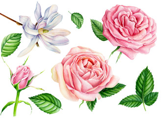set of flowers and leaves, roses, magnolia on an isolated white background, botanical illustration