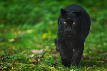 Black panther in the jungle