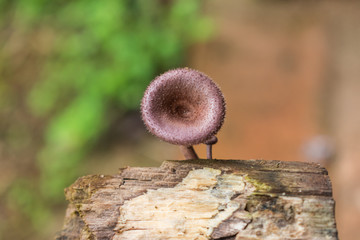 Close up of a tiny purple mushroom on dead wood