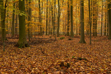 forest in autumn colors