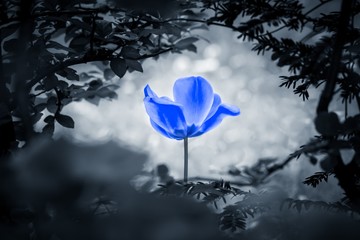 Blue tulip soul in black white for peace heal hope. The flower is symbol for power of life and mind strength beyond grief death and sorrows. Also symbolizes healing of stress or burnout