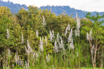 Fototapeta premium Beautiful white grass flowers for the background 
