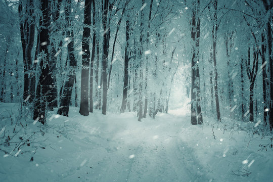 snowy road in winter forest during blizzard