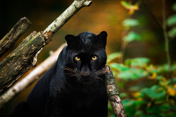 Black panther in the jungle