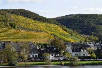 Weinberge an der Terassenmosel im Herbst
