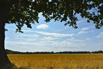 cornfield in late summer