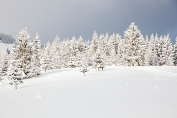 winter in the mountains - snow covered fir trees - Christmas background