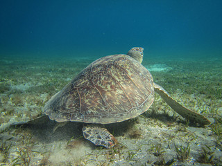Green Turtle (Chelonia Mydas) morning at sea.  