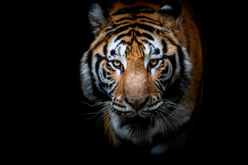 Fototapeta na wymiar Portrait of a Tiger with a black background