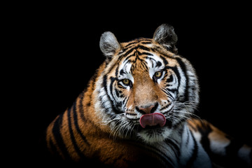 Fototapeta na wymiar Portrait of a Tiger with a black background