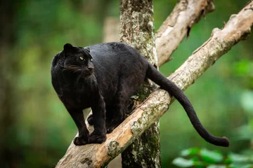 Fotobehang Zwarte panter op de boom in de jungle © AB Photography