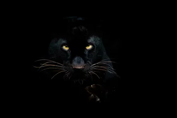 Deurstickers Zwarte panter met een zwarte achtergrond © AB Photography