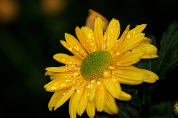 Gelbe Margeriten Leucanthemum Blüte mit Regentropfen