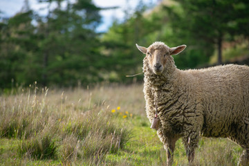 Naklejka na ściany i meble Wild sheep in the field