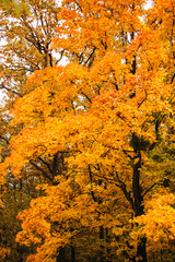 Yellow autumn tree in a large park