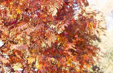 Colorful rowan leaves in the autumn garden