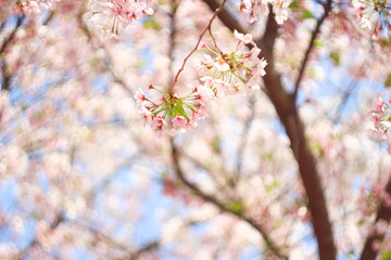 青空と満開の桜の花