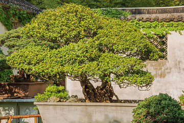 Fototapeta na wymiar Green and yellow bonsai tree in the Liu Garden in Suzhou