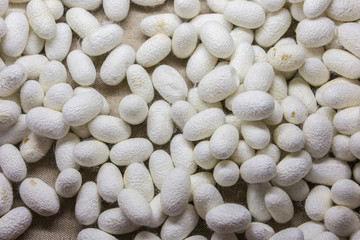 Silk cocoons waiting to be spinned in Suzhou