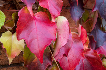 Colorful red orange autumn leaves folliage selective focus, autumn leaves texture