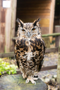 The short-eared owl Asio flammeus brown closeup owl portraint in the woods