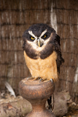 Spectacled Owl perching closeup portrait.