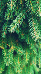 Green pine twigs for festive background