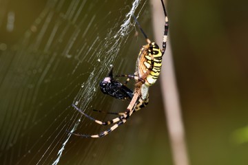Close up of Argiope bruennichi in Danubian wetland meadow, Slovakia, Europe