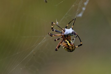 Close up of Argiope bruennichi in Danubian wetland meadow, Slovakia, Europe